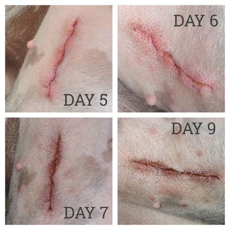 #5 · Apr 15, 2013. . What should a spay incision look like after 10 days